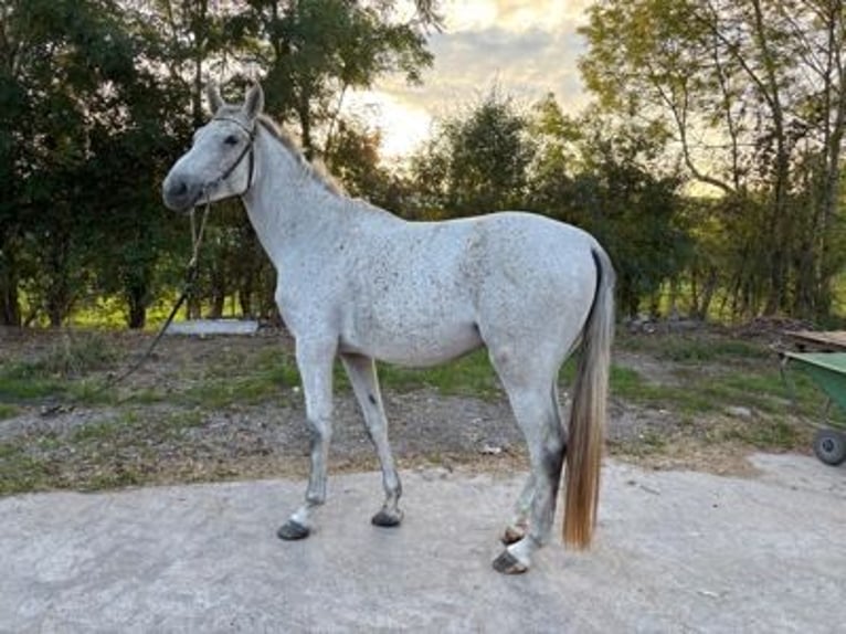 Zangersheide Yegua 4 años 166 cm Tordo in GROTE-BROGEL