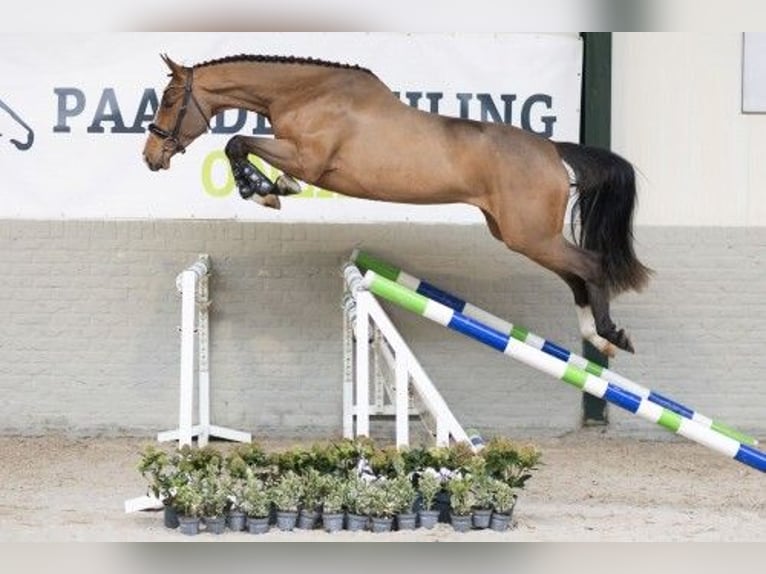 Zangersheide Yegua 4 años 167 cm Castaño in Heerde