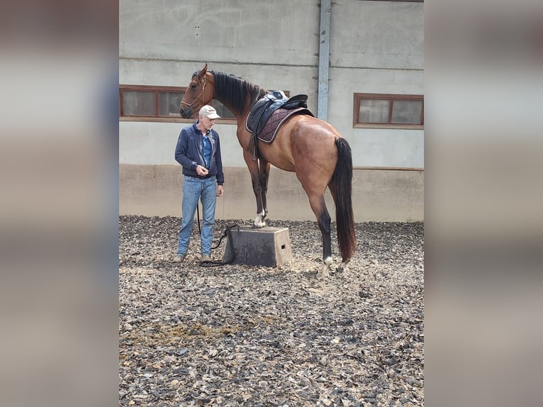 Zangersheide Yegua 4 años 167 cm Castaño claro in Maarkedal