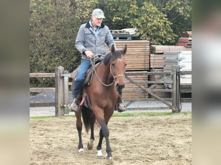 Zangersheide Yegua 4 años 167 cm Castaño claro in Maarkedal