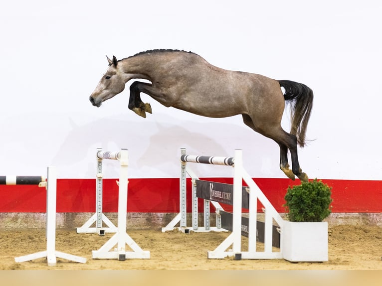 Zangersheide Yegua 4 años 168 cm  in Waddinxveen