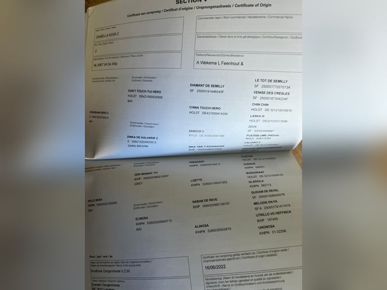 Zangersheide Yegua 4 años 168 cm Castaño in Hódmezővásárhely