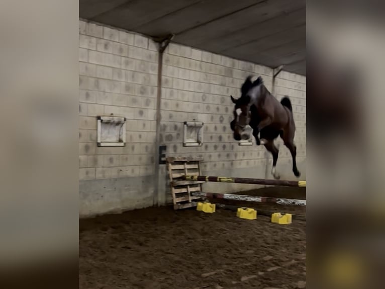 Zangersheide Yegua 4 años 168 cm Castaño in Leuven