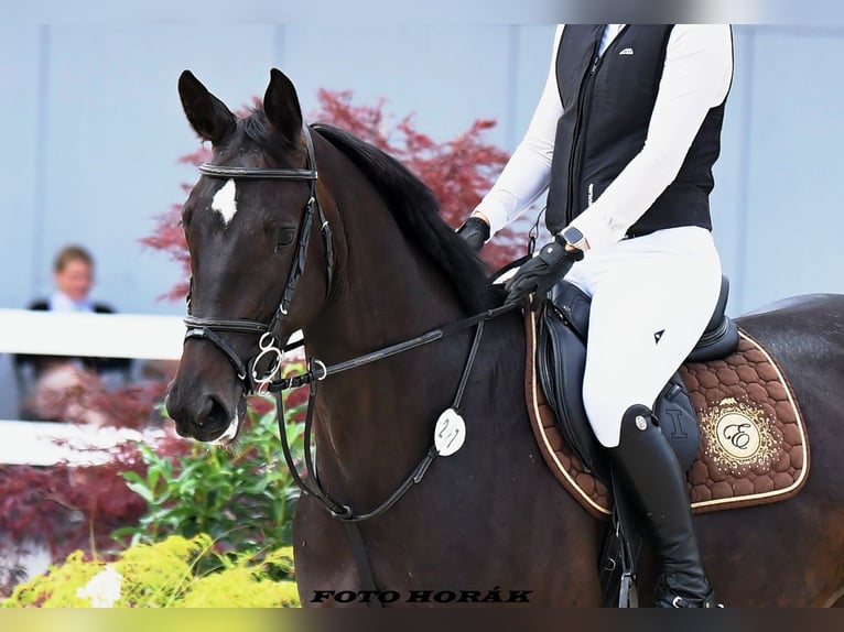 Zangersheide Yegua 4 años 168 cm in Ostrava