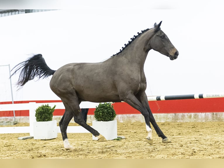 Zangersheide Yegua 4 años 169 cm  in Waddinxveen