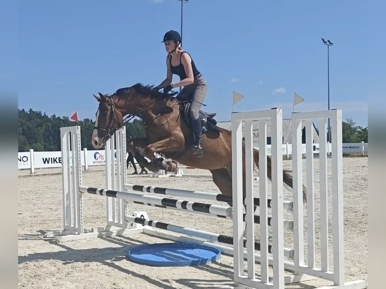 Zangersheide Yegua 4 años 170 cm Alazán in M&#x142;yn Dolny