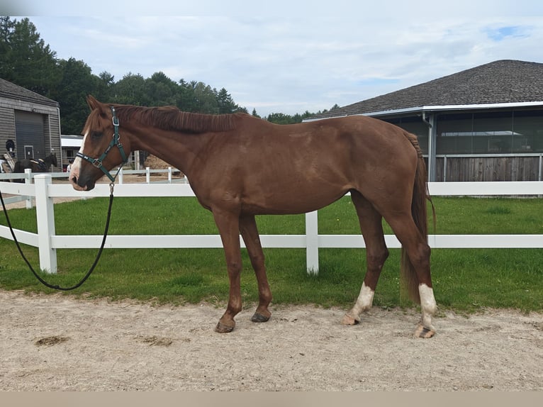 Zangersheide Yegua 4 años 170 cm Alazán in M&#x142;yn Dolny