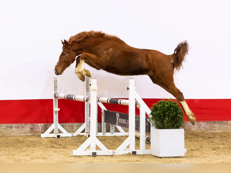 Zangersheide Yegua 5 años 155 cm Alazán in Waddinxveen