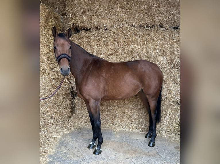 Zangersheide Yegua 5 años 156 cm Castaño in Kirchardt