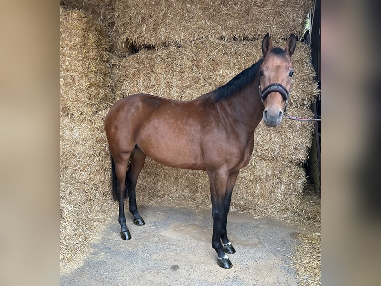 Zangersheide Yegua 5 años 156 cm Castaño in Kirchardt