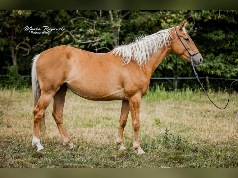 Zangersheide Yegua 5 años 156 cm Palomino in Beaumont-Pied-de-Buf