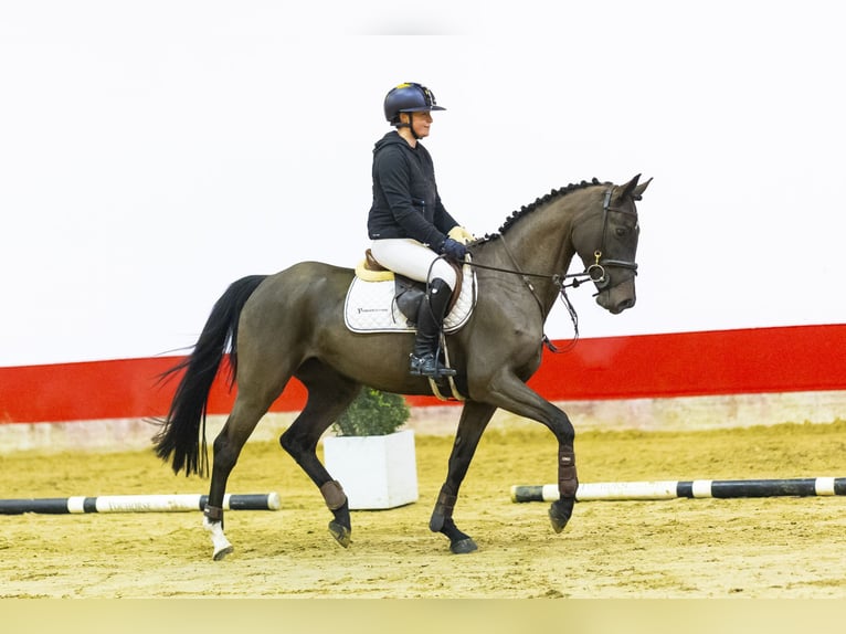 Zangersheide Yegua 5 años 157 cm Castaño in Waddinxveen