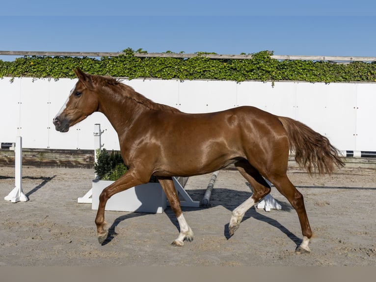 Zangersheide Yegua 5 años 161 cm in Waddinxveen