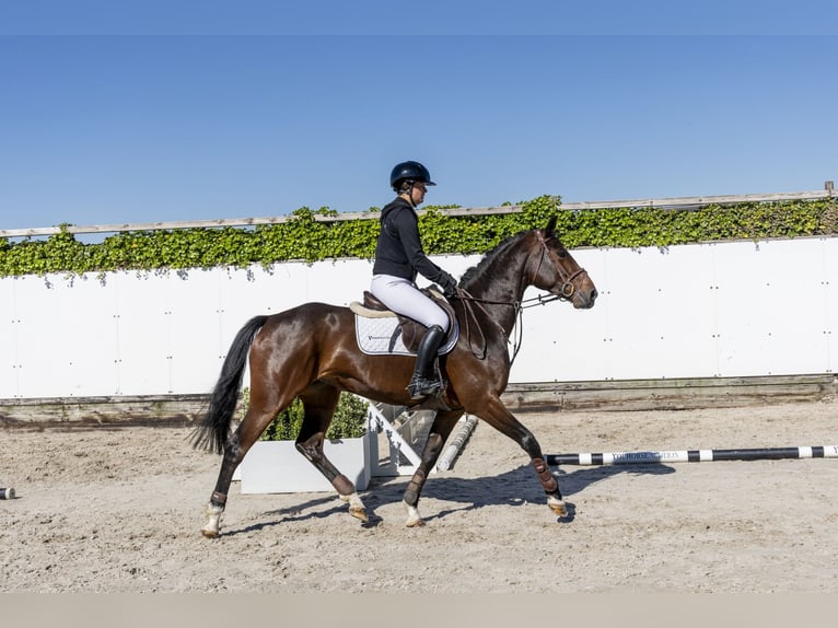 Zangersheide Yegua 5 años 161 cm Castaño in Waddinxveen