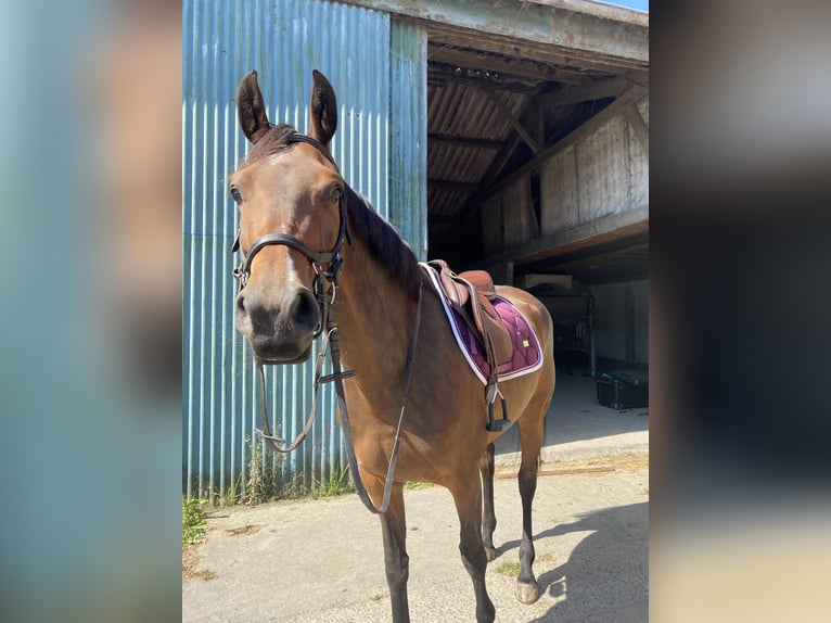 Zangersheide Yegua 5 años 161 cm Castaño in Deinze