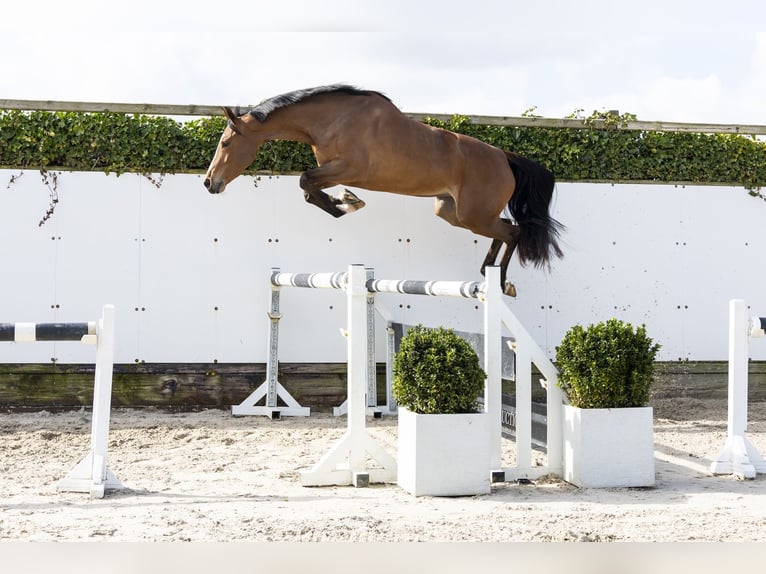 Zangersheide Yegua 5 años 161 cm Castaño in Waddinxveen
