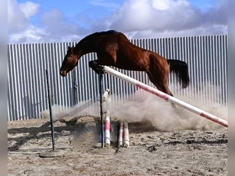 Zangersheide Yegua 5 años 162 cm Castaño in PORTUGAL