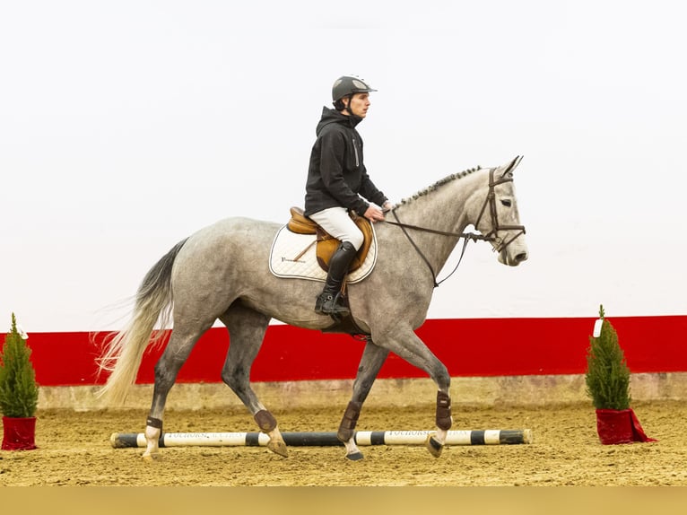 Zangersheide Yegua 5 años 162 cm Tordo in Waddinxveen