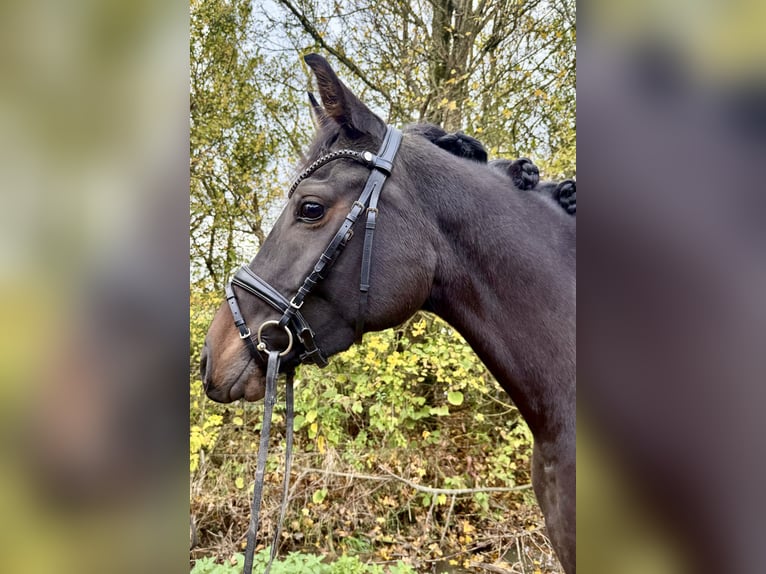Zangersheide Yegua 5 años 163 cm Morcillo in Roeser