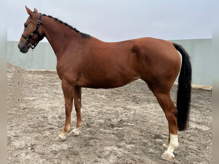Zangersheide Yegua 5 años 164 cm Alazán in PORTUGAL