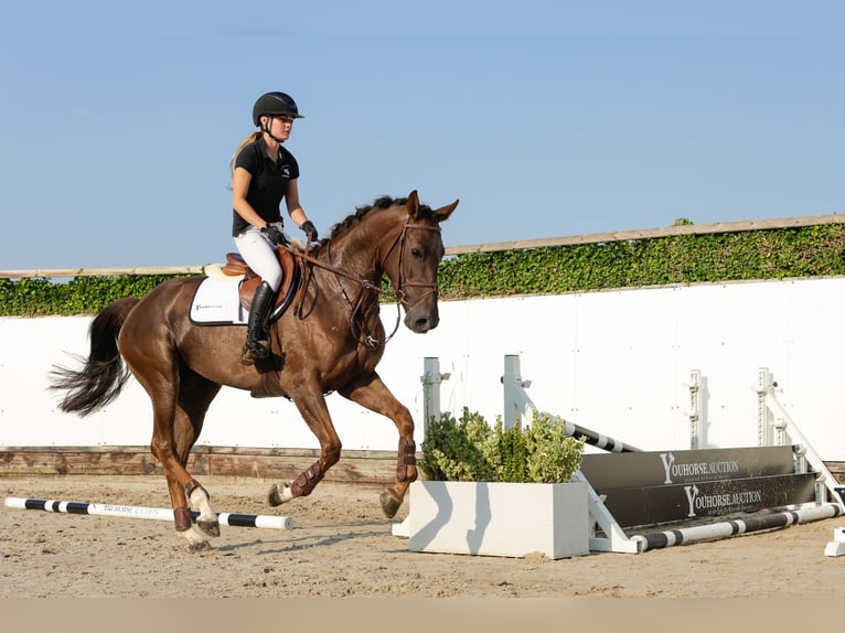 Zangersheide Yegua 5 años 165 cm Alazán in Waddinxveen
