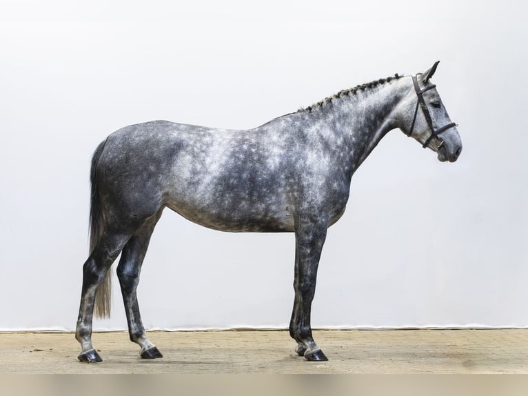 Zangersheide Yegua 5 años 165 cm  in Waddinxveen