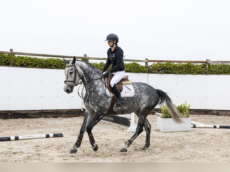 Zangersheide Yegua 5 años 165 cm  in Waddinxveen