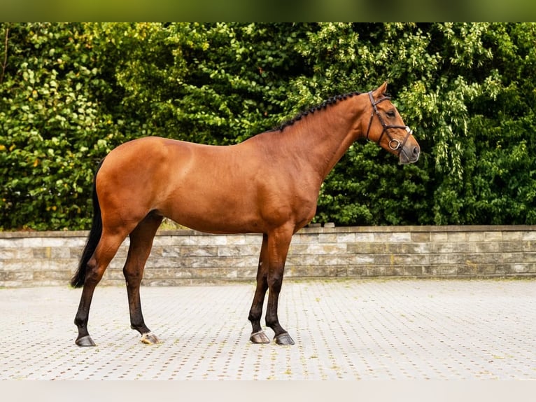 Zangersheide Yegua 5 años 165 cm Castaño in Bocholt