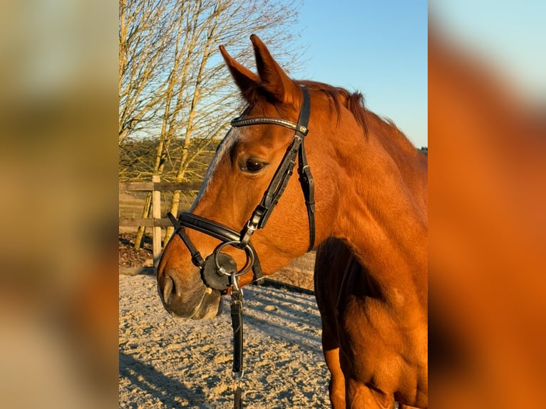 Zangersheide Yegua 5 años 166 cm Alazán in Alfeld