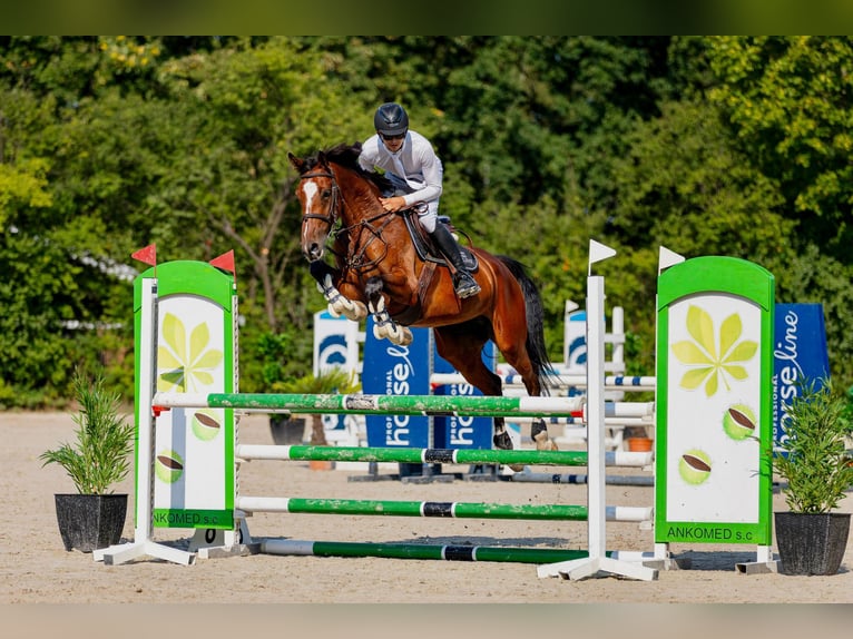 Zangersheide Yegua 5 años 166 cm Castaño in Mszana Górna