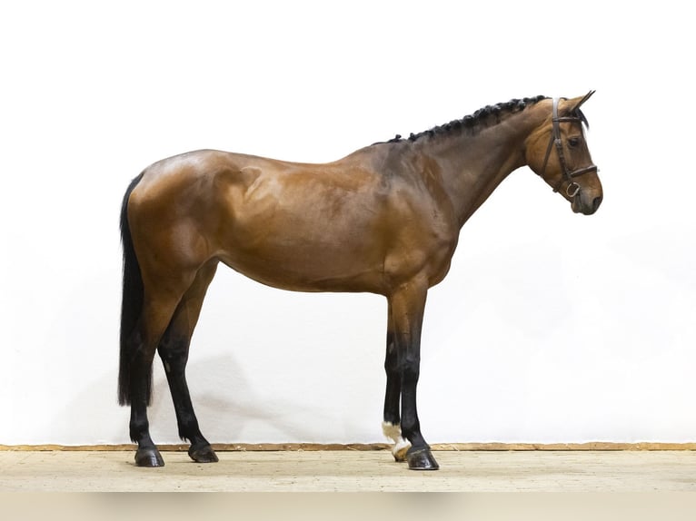 Zangersheide Yegua 5 años 166 cm Castaño in Waddinxveen