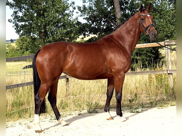 Zangersheide Yegua 5 años 167 cm Castaño in Bad Dürrheim