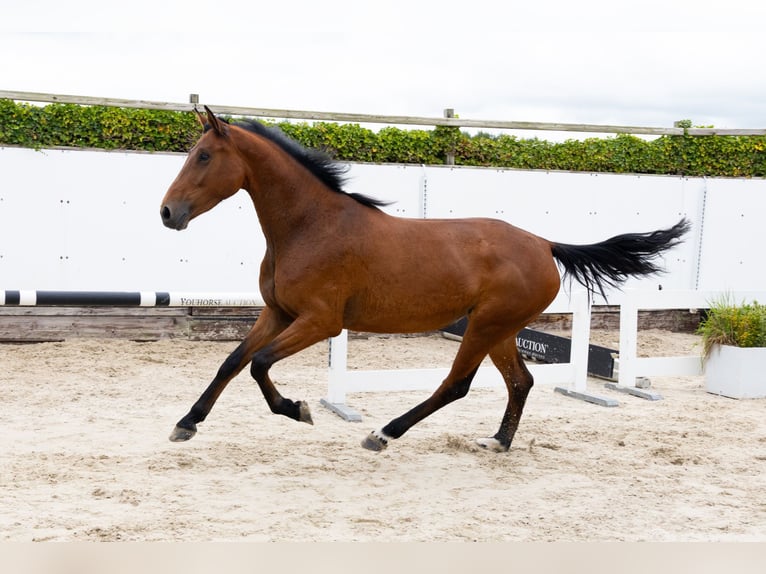 Zangersheide Yegua 5 años 167 cm Castaño in Waddinxveen