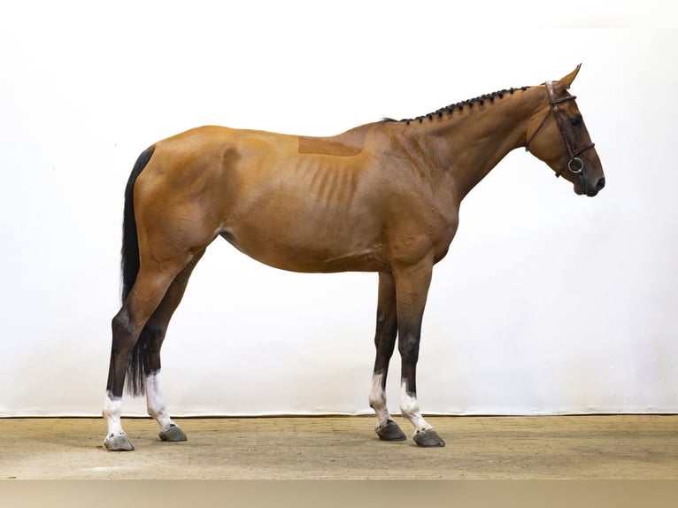 Zangersheide Yegua 5 años 167 cm Castaño in Waddinxveen