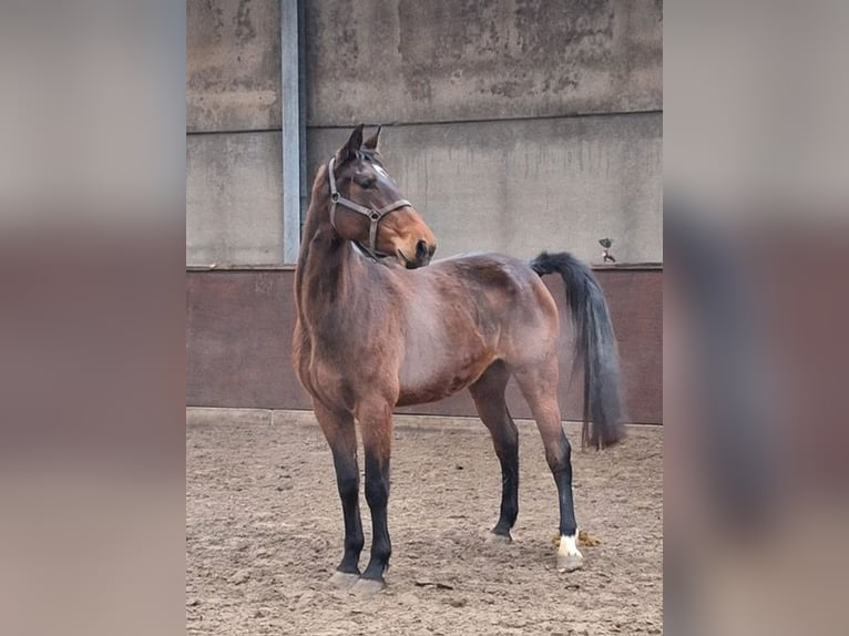Zangersheide Yegua 5 años 167 cm Castaño in Wijchmaal