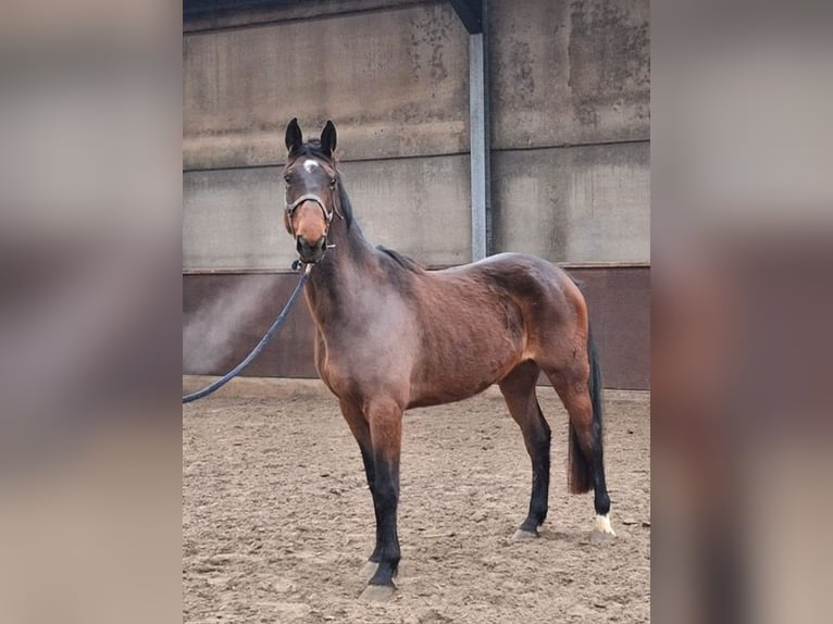 Zangersheide Yegua 5 años 167 cm Castaño in Wijchmaal