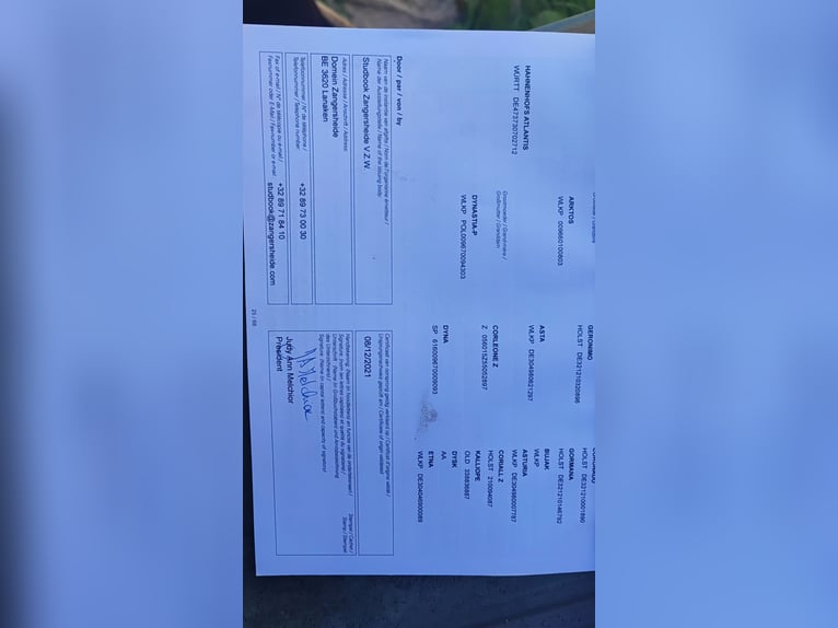 Zangersheide Yegua 5 años 168 cm Buckskin/Bayo in Walzbachtal