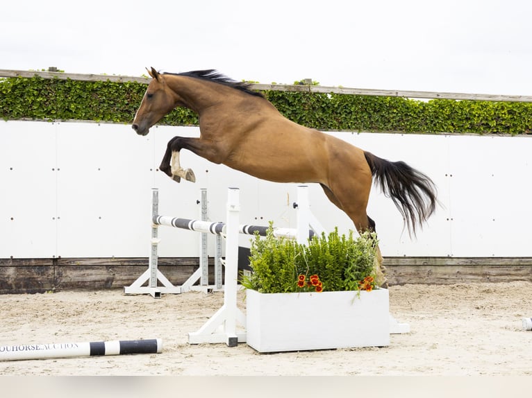 Zangersheide Yegua 5 años 168 cm Castaño in Waddinxveen