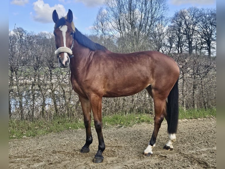 Zangersheide Yegua 5 años 170 cm Castaño in Pelmberg