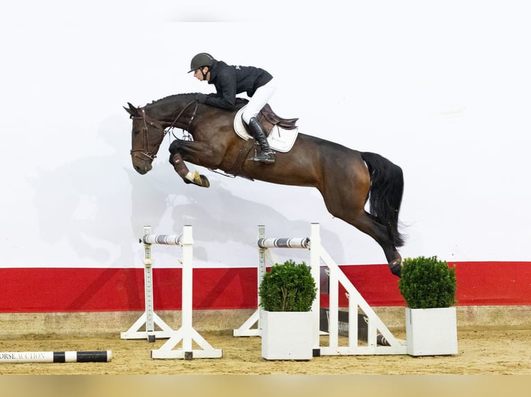 Zangersheide Yegua 5 años 170 cm Castaño in Waddinxveen