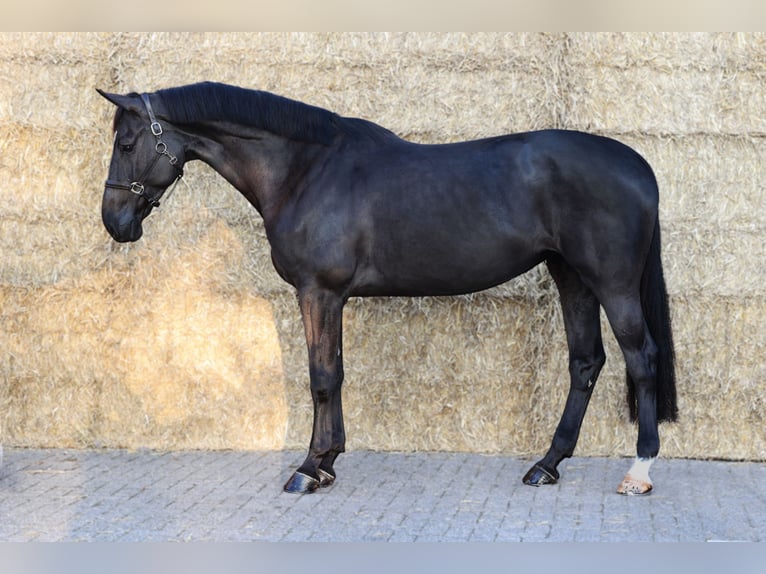 Zangersheide Yegua 5 años 173 cm Negro in Moergestel