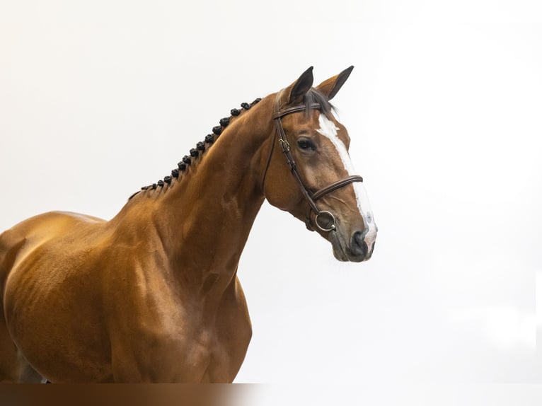 Zangersheide Yegua 5 años 176 cm Castaño in Waddinxveen