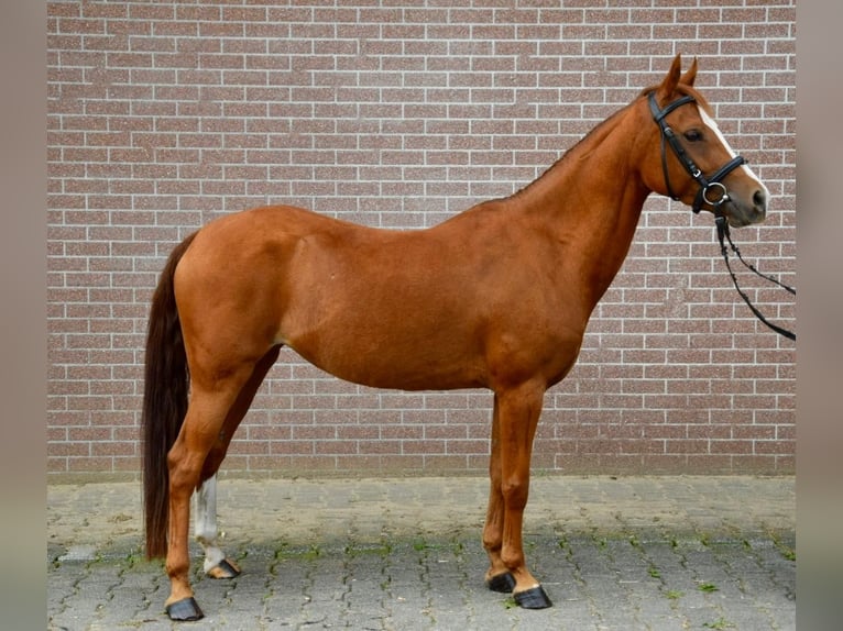 Zangersheide Yegua 6 años 141 cm Alazán in Toldijk