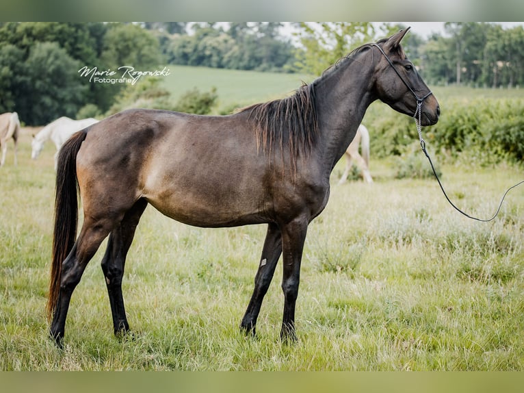Zangersheide Yegua 6 años 158 cm Castaño in Beaumont-Pied-de-Buf