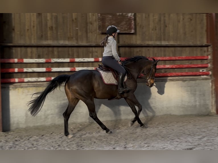 Zangersheide Yegua 6 años 158 cm Castaño in Neufchâteau
