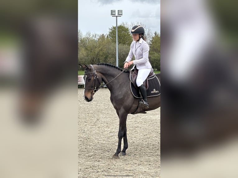 Zangersheide Yegua 6 años 158 cm Castaño in Neufchâteau