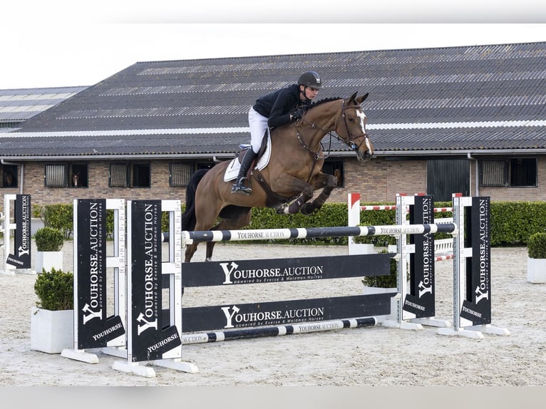 Zangersheide Yegua 6 años 162 cm  in Waddinxveen