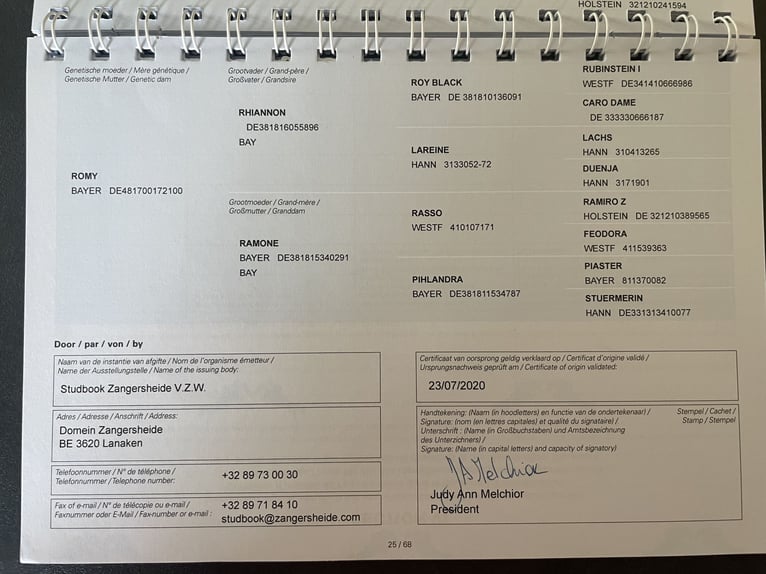 Zangersheide Yegua 6 años 162 cm Castaño in Winnenden