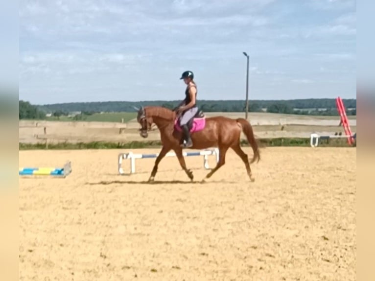 Zangersheide Yegua 6 años 163 cm Alazán in Schwaigern