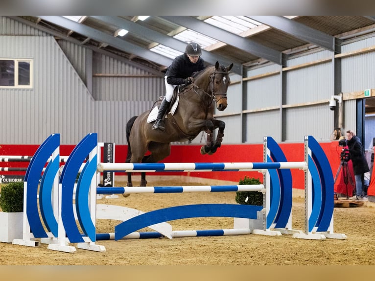 Zangersheide Yegua 6 años 164 cm Castaño in Waddinxveen